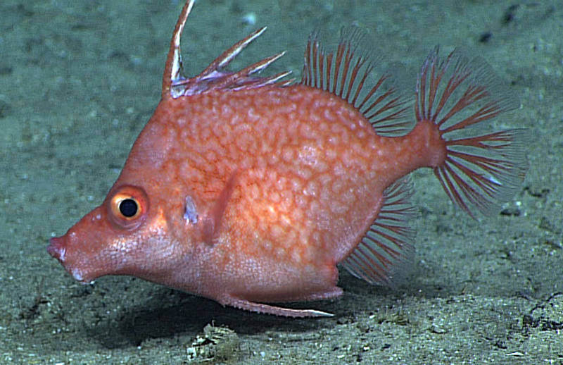 The Hawaiian spikefish, Hollardia goslinei, was first discovered as a specimen that floated to the surface because of lava from the 1950 eruption of Mauna Loa that flowed into the ocean on the Kona Coast of Hawaiʼi Island. Scientists on Hawaiʼi Undersea Research Laboratory submersible dives often saw spikefish at 902–1690 feet (275–515 meters) throughout the Hawaiian Islands and at Johnston Atoll. This spikefish, or a very similar species, was also commonly seen in dives in the Line Islands south of Hawaiʼi.