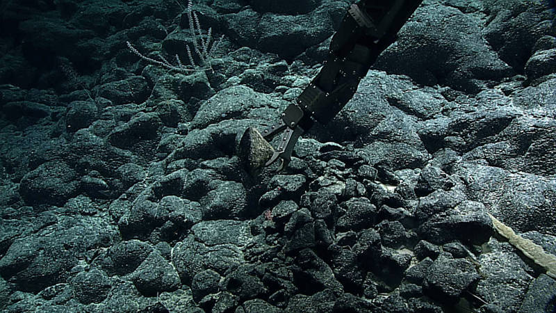 ROV Deep Discoverer reaches for a rock sample.