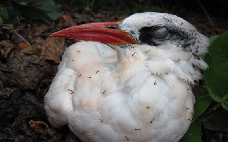 Blinded redtailed tropicbird on Johnston Island being swarmed with YCA.