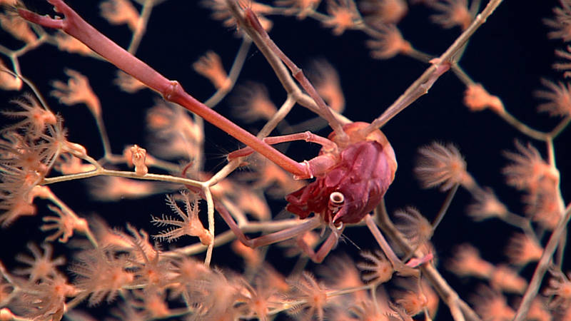 Remotely operated vehicle Deep Discoverer documented a number of squat lobsters residing in an octocorals throughout the dive at Twin Cones.