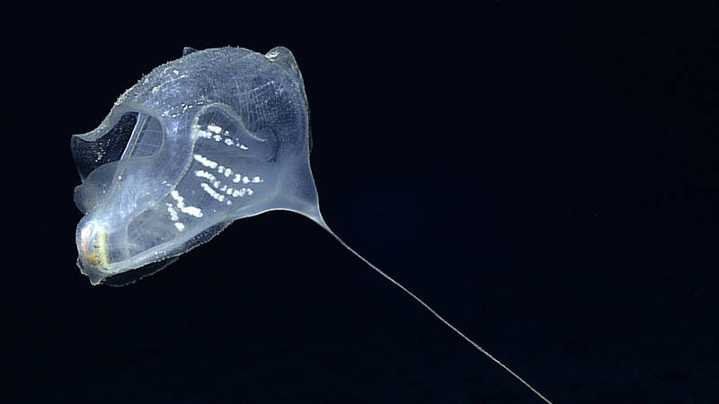 Stalked benthic tunicate from our first dive at Johnston Atoll at Karin Ridge.