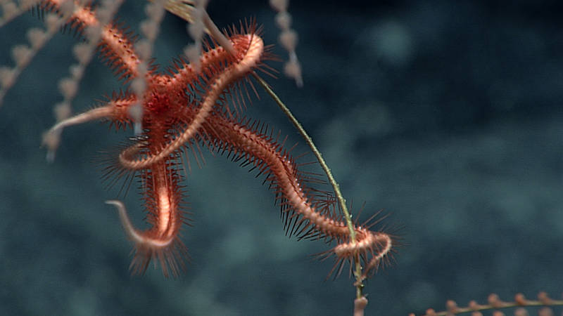 Known to be a suspension feeder, the ophiuroid (brittle star) pictured here during Dive 10 is taking advantage of the height of an Iridogorgia coral to reach into an area of higher current for food such as organic material. When living in a sparse area like the deep sea, organisms must adapt to the limited food supply and take advantage of their surroundings when available. The current mission has allowed for further insight into deep sea interactions and how organisms are able to survive in such harsh conditions. Remote observations allow for scientists to overcome the challenges of depth, pressure, extreme cold, and darkness to explore features of organisms that have never been seen before.