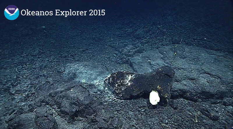 Kimberly Galvez: Photograph taken from NOAA Ship Okeanos Explorer dives of the basaltic seamount ‘Karin Ridge’ adjacent to the Hawaiian Islands (~160 kilometers southwest of the islands). The hard substrate is made up of pillowed lava flows of encrusted manganese basaltic rock with what is thought to be microbial activity mixed with a sediment deposition matrix that rests on top of the rock. The gross morphology suggests this feature to be a lava tube that may have occurred during the formation of this seamount and was later extruded from its original position. A sponge (possible glass sponge) has attached itself to the lava tube. Light-colored areas indicate areas of sediment deposit and/or microbial activity.