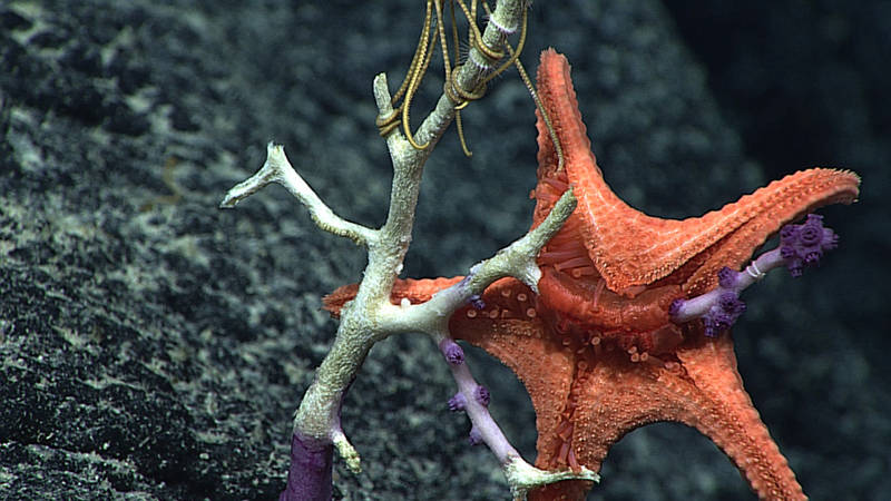 Sea stars have what many might consider unusual eating habits. Rather than ingesting prey through its mouth, a sea star will push its stomach out of its mouth to begin feeding. This process is called eversion and is done so that the starfish can expose prey to digestive enzymes and begin its digestion outside of its body. The stomach will not be pulled back into the sea star’s body until the liquefied food has been absorbed through the stomach lining. This image, taken over 2500 m deep, depicts a Circeaster pullus everting its stomach in order to feed on an unfortunate Victorgorgia coral colony.