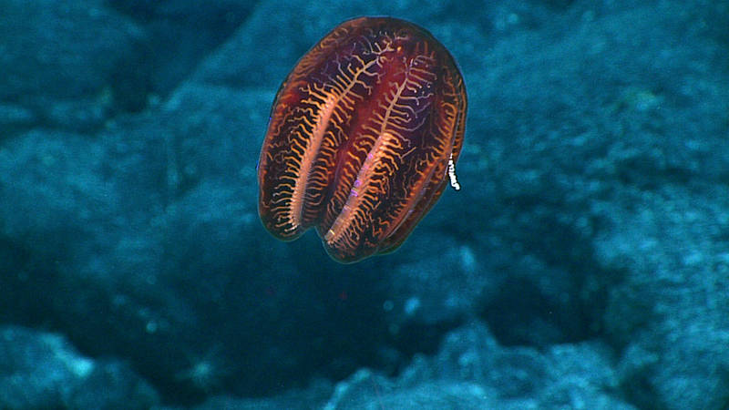 This ctenophore observed during Dive 09 at South Karin Ridge and belongs to the Family Aulacoctenidae, which was recently established by Lindsay & Miyake, 2007.