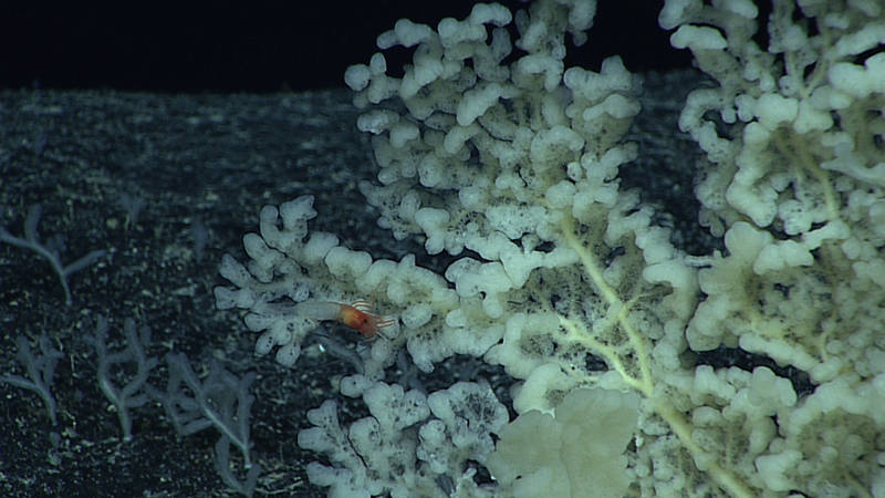 These may look like coral from a distance, but once Deep Discoverer got close, we were able to see that they were in fact sponges.