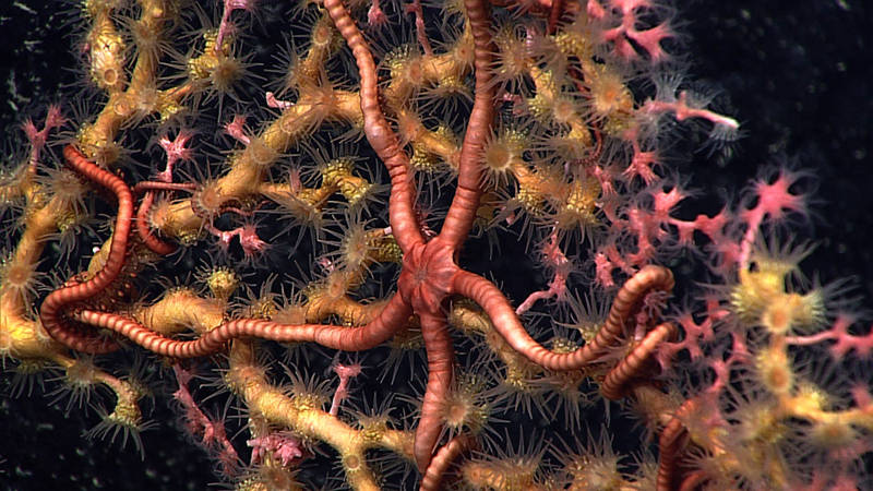 Deep sea corals provide habitat to a variety of organisms. Here a brittle star has taken up residence on an octocoral (pink) that is being overgrown by a zooanthid (yellow).