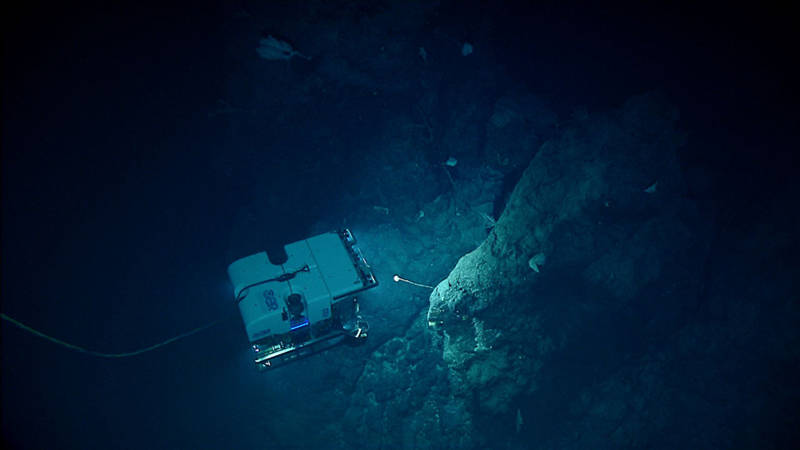 ROV Deep Discoverer (D2) images a stalked sponge. In the background you can see a number of deep sea corals and sponges at the edge of D2’s light pool.