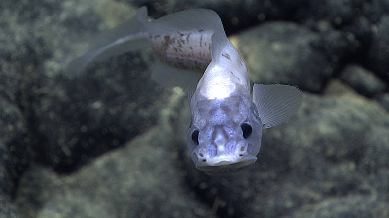 The cusk eel, Leucicorus lusciosus (Garman, 1899). This fish is rarely encountered - the whole genus is known from a collection of fewer than 20 individuals. This species was previously known only from the eastern tropical Pacific. Although the eye is large, we don't think they can actually see images, as the eye does not have a fully-formed lens.