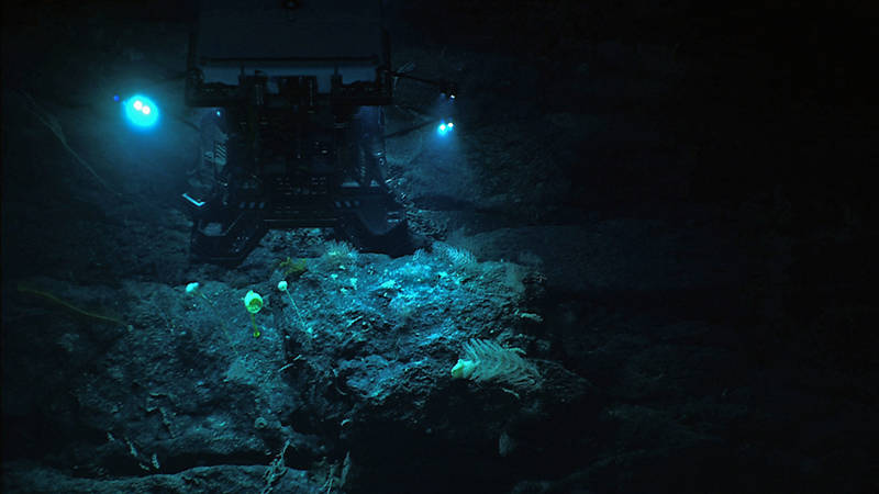 NOAA’s Seirios camera sled images the ROV Deep Discoverer (D2) as it illuminates a ledge covered with a diverse assemblage of deep-sea corals and sponges. D2 displays its newly installed sample collection equipment – drawers, boxes, an advanced manipulator, and positionable illumination system – that have allowed us to do precision collections under direction of our science team leads.