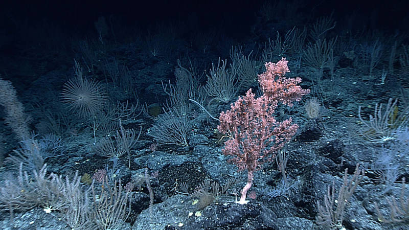 Specimen of Corallium sp collected from a large high-density deep sea coral and sponge community encountered on the ridge crest of Pioneer Bank. An ROV dive here during the cruise revealed that a known high density community further upslope extended at least 6 kilometers down the ridge to where the dive was conducted.