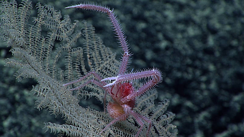 This distinctive-looking, spiny squat lobster, seen here perched on a black coral, Umbellapathes, at 1493 meters depth in the Johnston Atoll Unit of the PRIMNM, is likely a new (undescribed) species in the anomuran family Chirostylidae. This squat lobster was seen a few times during the expedition but escaped all collection attempts.