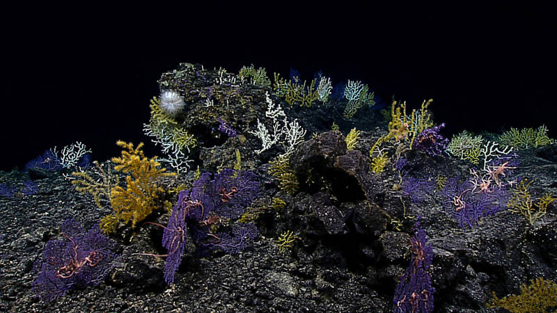 Image of a high-density coral community encountered on the ridge crest of Swordfish Seamount at ~1000m depth. Located in the Geologists Seamounts group, this was the first ROV dive ever conducted on Swordfish Seamount.