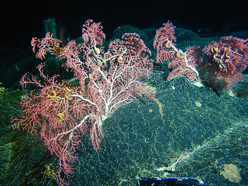Colonies of Hawaiian bubblegum coral at 350 meters depth with anemones, brittle stars, and other animals living in their branches.