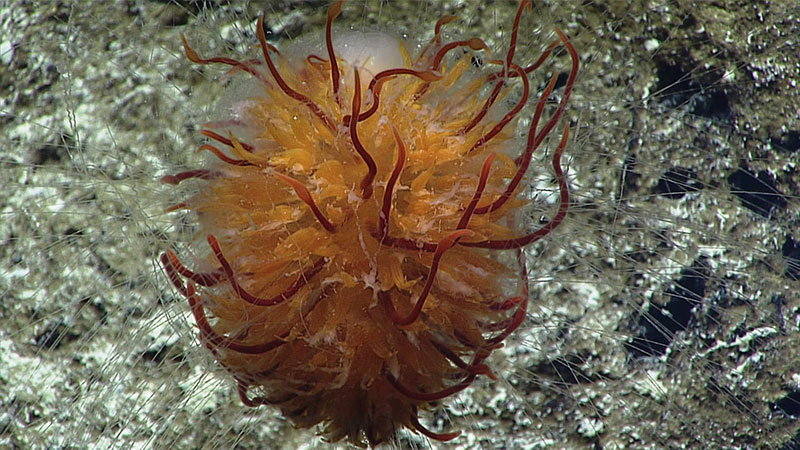 A dandelion siphonophore imaged in a submarine canyon north of French Frigate Shoals.