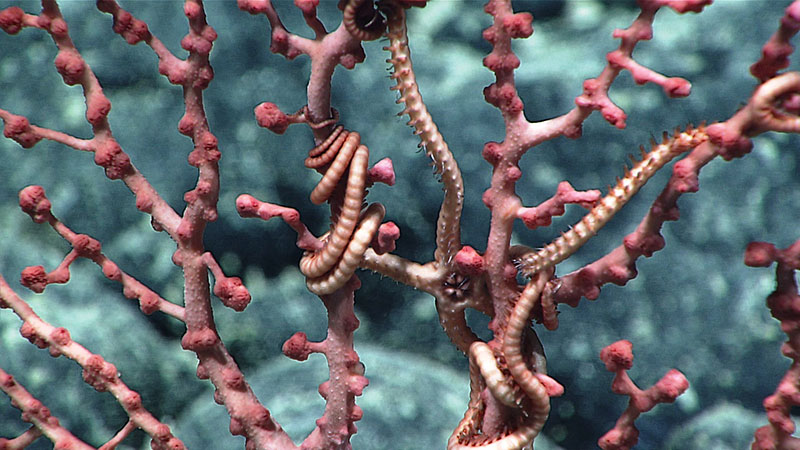 A brittle star hangs out in a bubblegum coral.