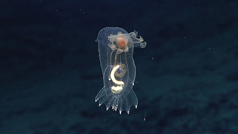 A swimming sea cucumber seen near the cliff.