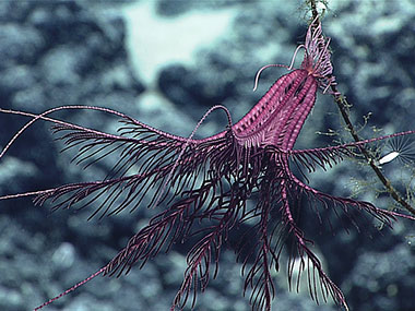 A purple crinoid hangs out on a dead coral stalk.