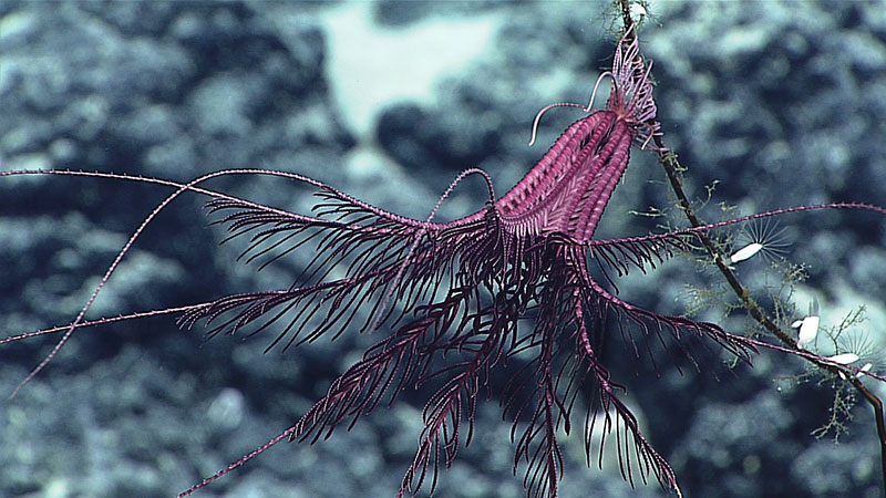 A purple crinoid hangs out on a dead coral stalk. 