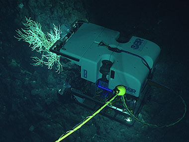 D2 investigates a coral on an unnamed seamount west of Salmon Bank.