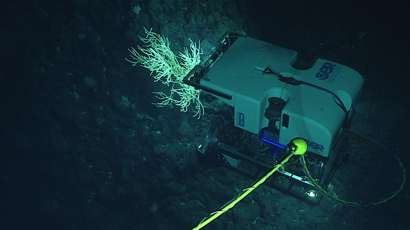 Remotely operated vehicle Deep Discoverer imaging a coral during 2016 operations on an unnamed seamount within Papahānaumokuākea Marine National Monument. Image courtesy of NOAA Ocean Exploration, Hohonu Moana 2016.
