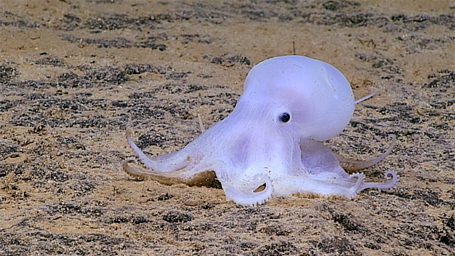 Casper the octopus