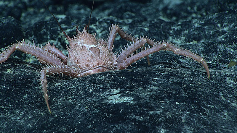 The unknown thorn-studded king crab marches across the seafloor. 