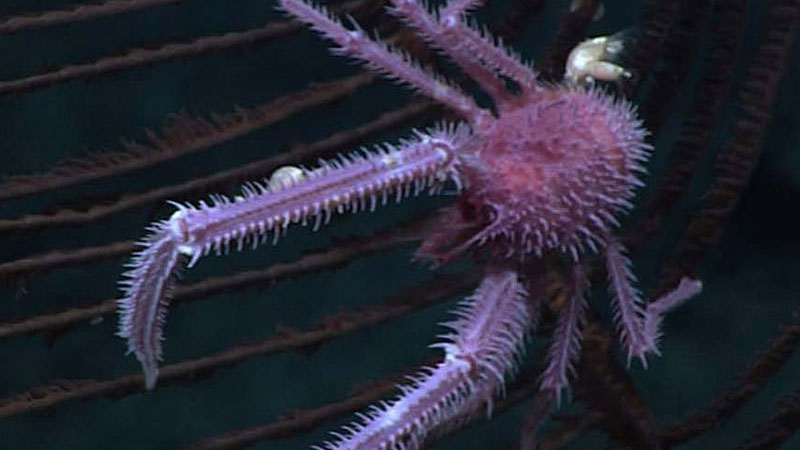 The purple squat lobster has stalked barnacles attached to it.