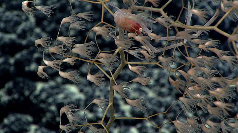 This squat lobster hangs on tightly to its soft coral despite the current.