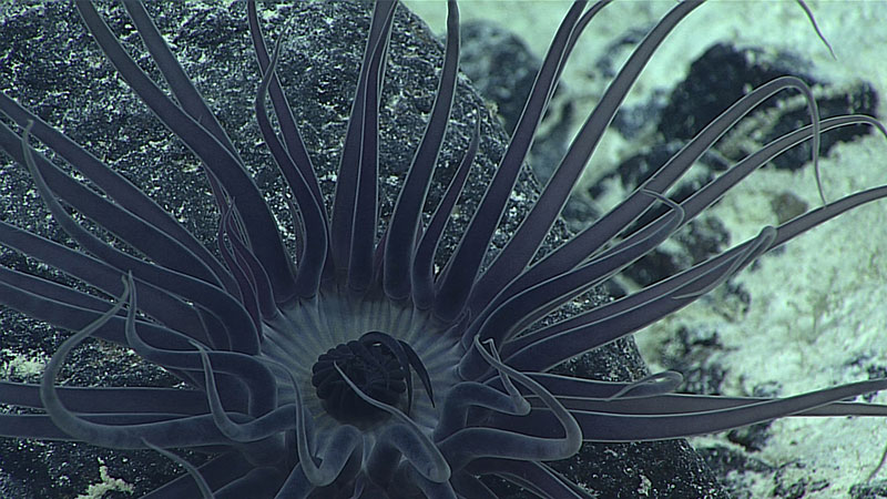 This Ceriantharia anemone was imaged by Deep Discoverer in a submarine canyon north of French Frigate Shoals in Papahānaumokuākea Marine National Monument.