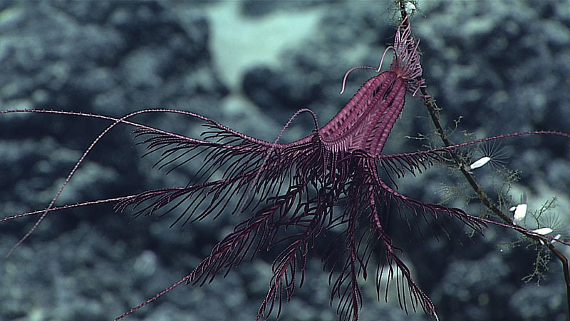 A crinoid, sometimes also called a feather star, is perched on top of a dead coral stalk on an unnamed seamount in the Papahānaumokuākea Marine National Monument.