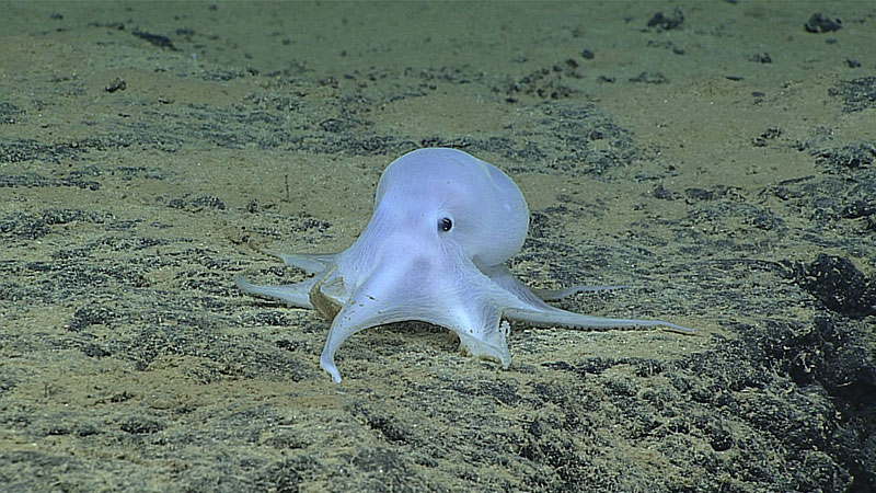 While exploring at depths of over 4,000 meters northeast of Necker Island in the Hawaiian Archipelago, Deep Discoverer encountered this ghostlike octopod, which is almost certainly an undescribed species and may not belong to any described genus.