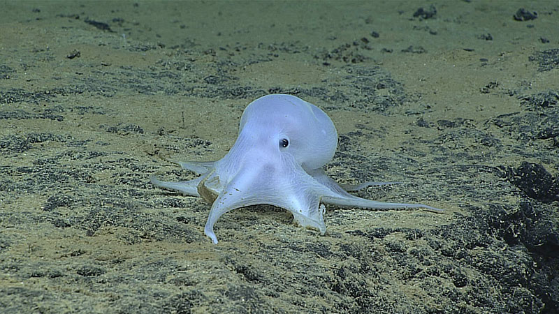 While exploring at depths of over 4,000 meters northeast of Necker Island in the Hawaiian Archipelago, Deep Discoverer encountered this ghostlike octopod, which is almost certainly an undescribed species and may not belong to any described genus. 