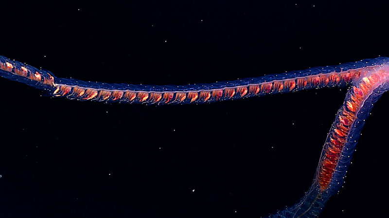 This beautiful siphonophore was seen close to the ocean bottom on an unnamed seamount just outside Papahānaumokuākea Marine National Monument. 