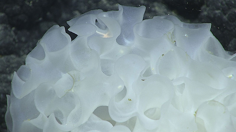 This glass sponge was imaged on an unnamed seamount just outside the Papahānaumokuākea Marine National Monument.