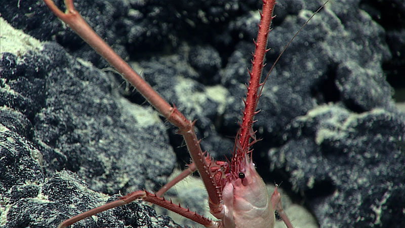 A squat lobster north of Pioneer Bank in the Papahānaumokuākea Marine National Monument. 