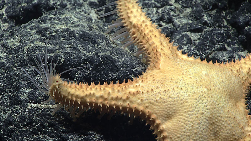 Great shot of the tube feet of a sea star as it moves along the seafloor.