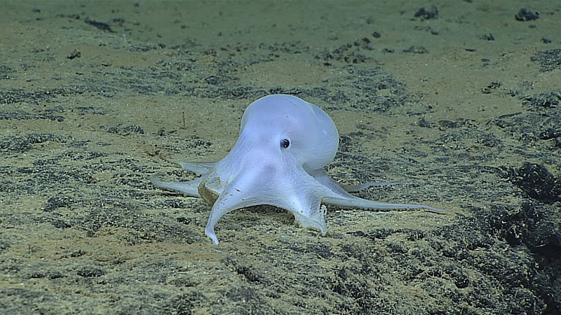 Casper, the ghost-like octopod, became a social media celebrity after it was seen for the first time during a dive in the deep waters of Hawai‘i. Scientists believe it represents a new species, and possibly a new genus, of octopod.