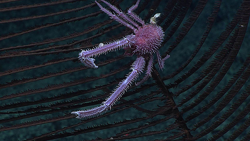 Photograph of new species of squat lobster sitting on a new species of black coral taken by the Okeanos Explorer ROVs during the 2015 expedition to the Monument.
