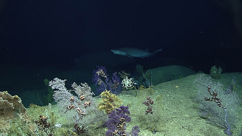 A sixgill shark paid us a visit, and even stuck around for a minute. Note the high diversity of coral species in the foreground. Look closely, and you can see brittle starfish hiding in in the corals.