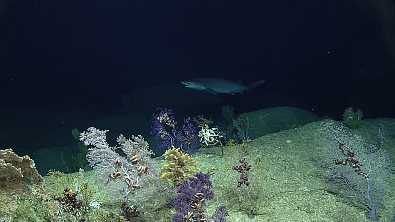 A sixgill shark paid us a visit, and even stuck around for a minute. Note the high diversity of coral species in the foreground.