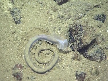 An enteropneust (aka acorn worm) leaving a characteristic fecal coil on the seafloor in Sirena Canyon.