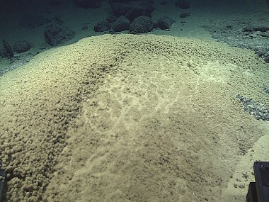 A field of small, sedimented balls that we have tentatively identified as the amoeba Gromia sphaerica or a close relative. We saw huge number of these throughout the dive.