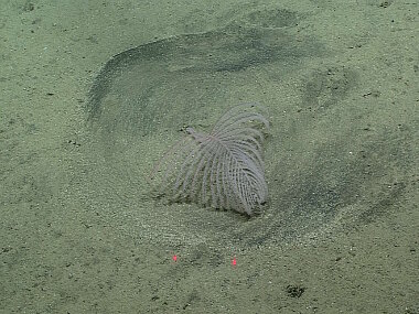 One of the unusual black corals documented making circles in the sediment during Dive 14 at Explorer Ridge Deep.