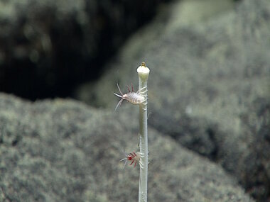 Two very small amphipods almost look like they are posing for ROV Deep Discoverer as D2 images them ontop of a sponge stalk.