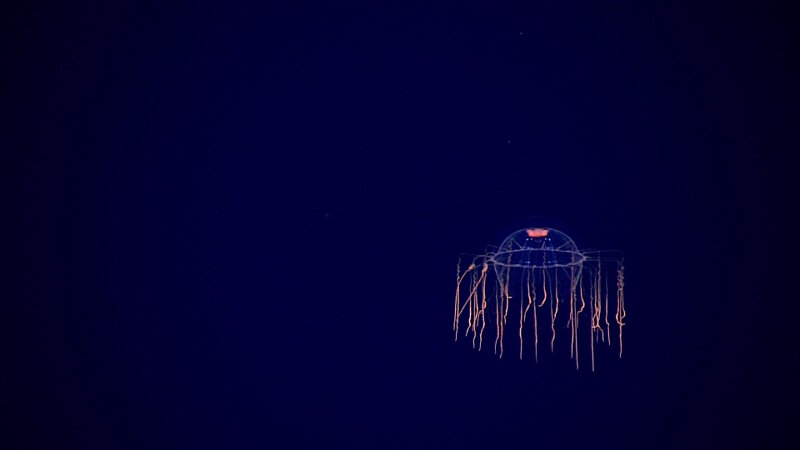 This hydromedusa was documented during our midwater transects at 800 m over a newly discovered petite spot volcano - the first ever discovered in the US EEZ. The water column the largest biome on earth and one of the least explored. Almost every time scientists spend time documenting midwater fauna, they make new discoveries.