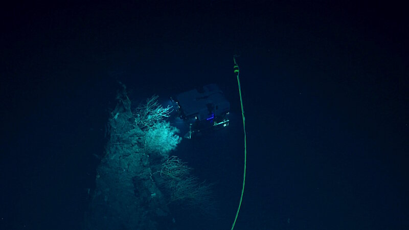 Vogt seamount could easily be called a coral wonderland. Biodiversity and coral abundance here was the highest observed during any other dive this cruise. Here ROV Deep Discoverer  documents several large corals, some as wide as the vehicle! In several instances, the corals and sponges so big it was difficult to fit into one shot.