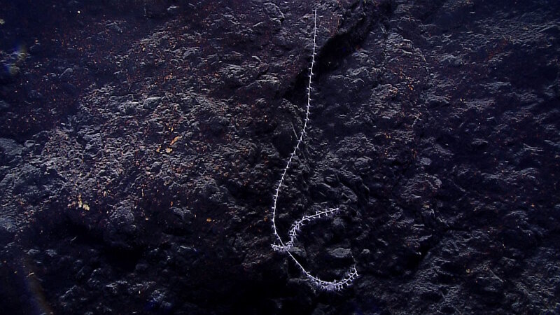 This coral, observed at just over 4,300 meters, expanded the known depth range for bamboo corals by approximately 100 meters.