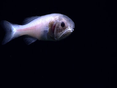 This fish - potentially a Malacosarcus sp. - is a bit of a mystery for our science team as these prickelfish are usually found at shallower depths.