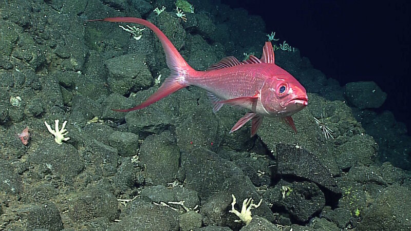 This Long-Tail Red Snapper was spotted during Dive 02 on Pagan. In the words of one of our science team members- we were exploring for bottom fish, and this one was the primo find!